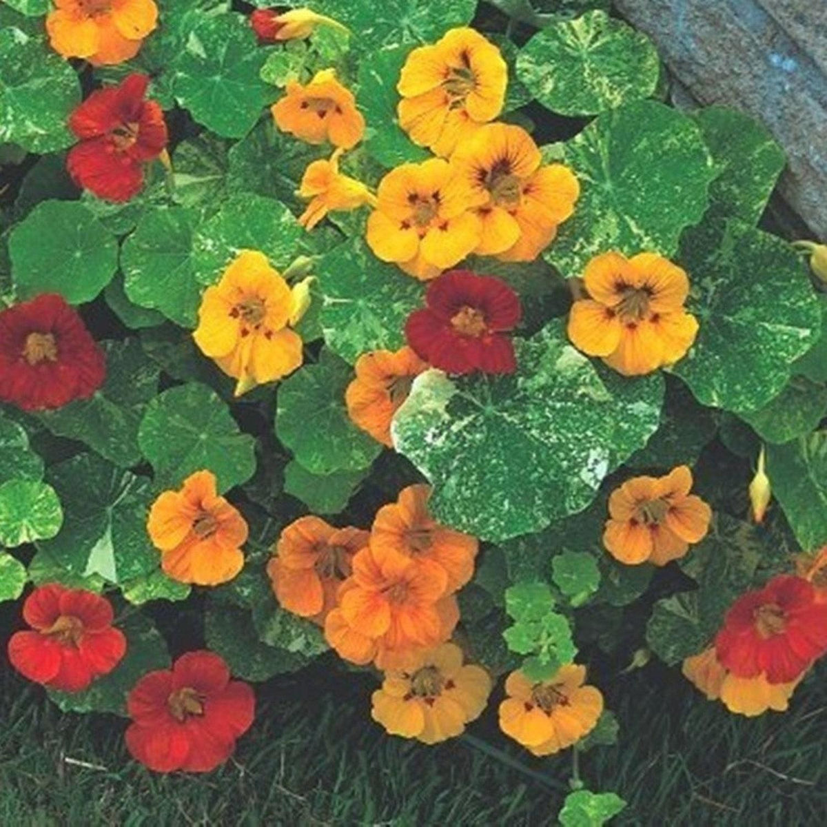 NASTURTIUM ALASKA DWARF