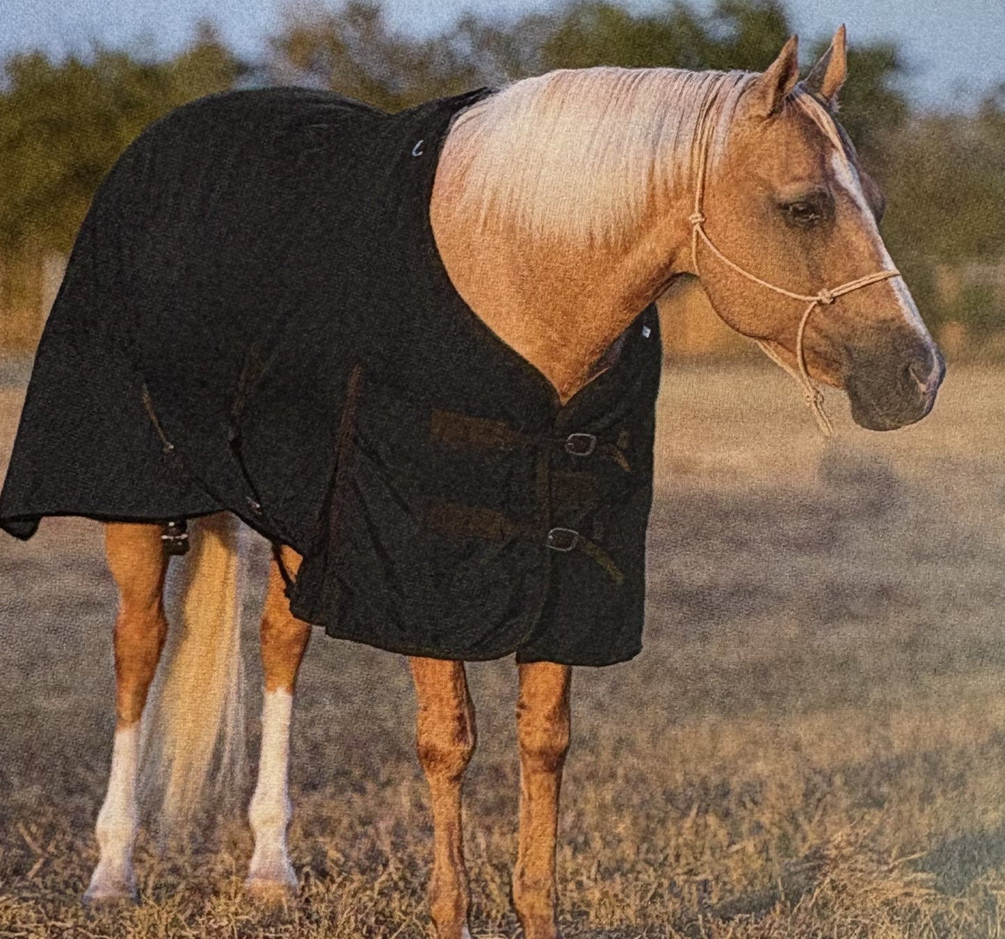 Insulated Nylon Horse Blanket – 300g Fill | 12 Denier Shell | 69", 72", or 75"