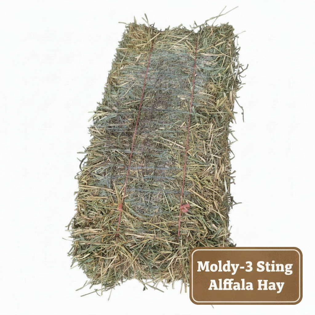 Moldy 2-String Orchard