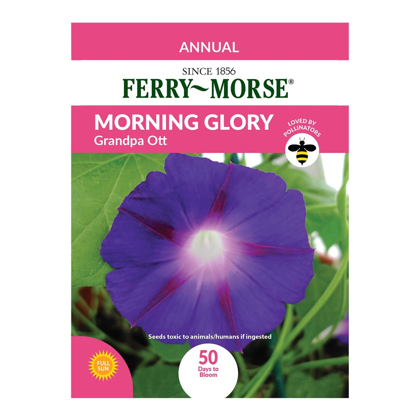 MORNING GLORY GRANDPA OTT SEEDS