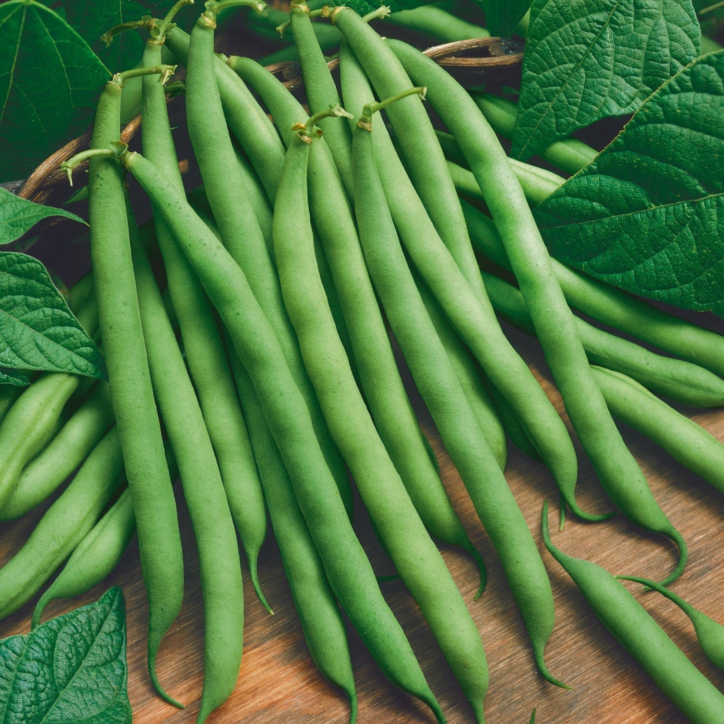 BEAN BLUE LAKE, BUSH GREEN, 3OZ