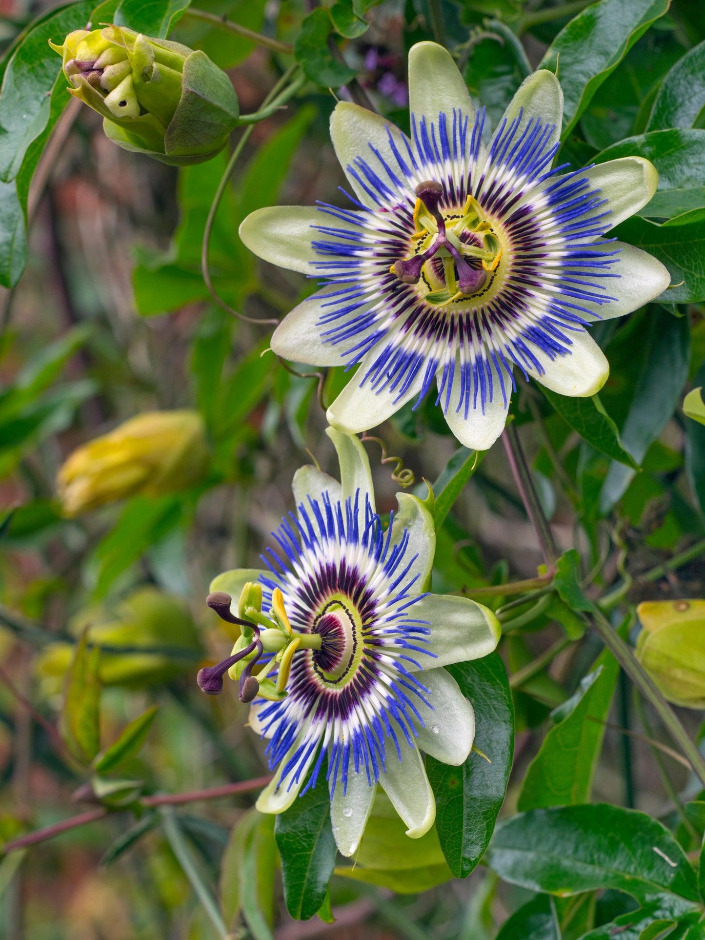 PASSION FLOWER