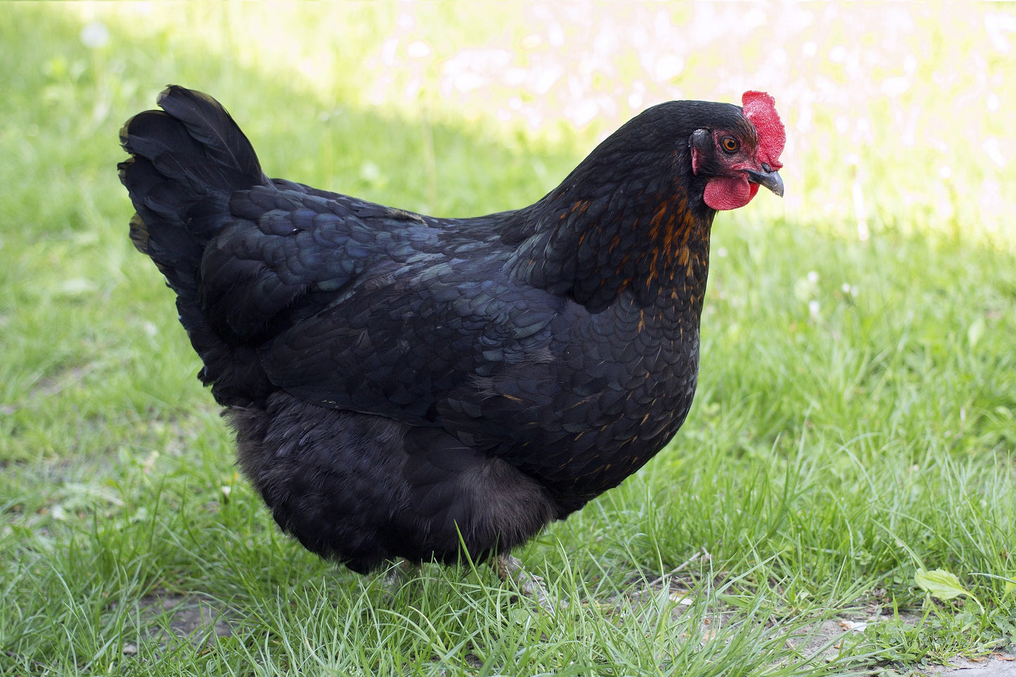 FEMALE BLACK AUSTRALORP