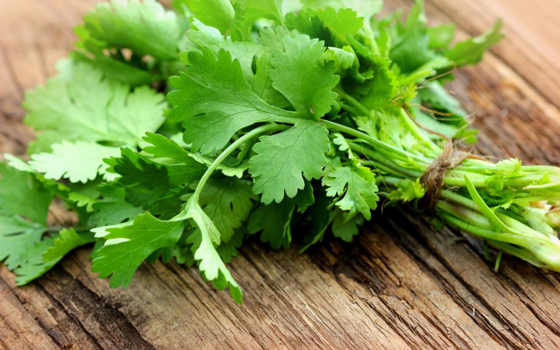 CILANTRO/CORIANDER