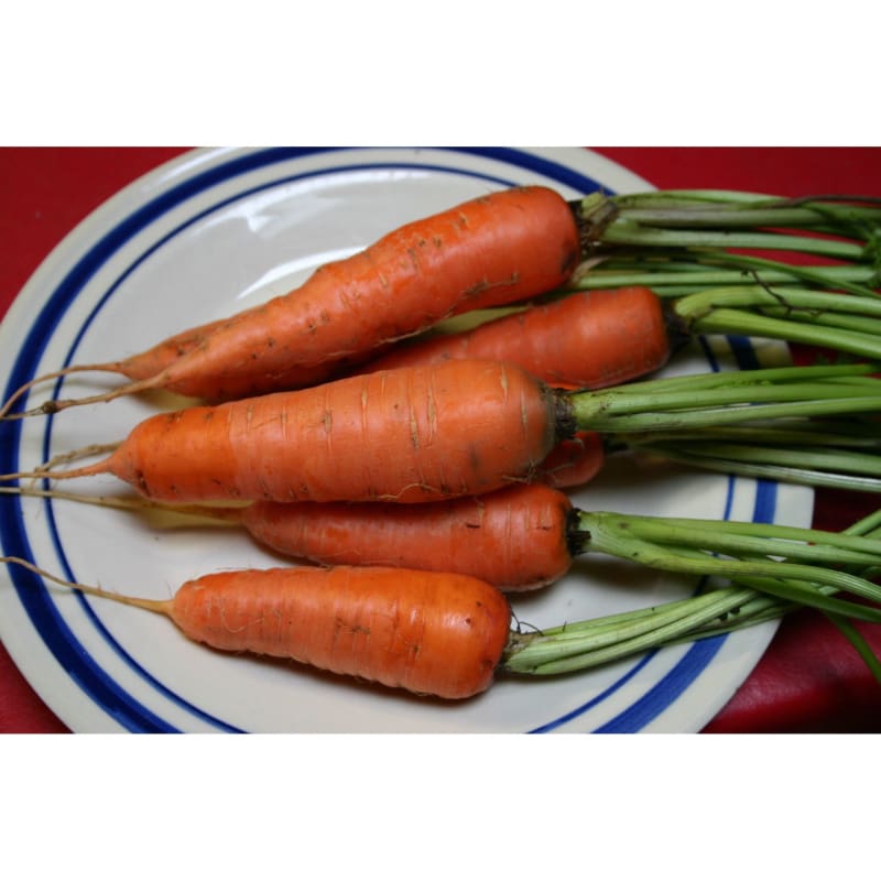 CARROT DANVERS HALF LONG
