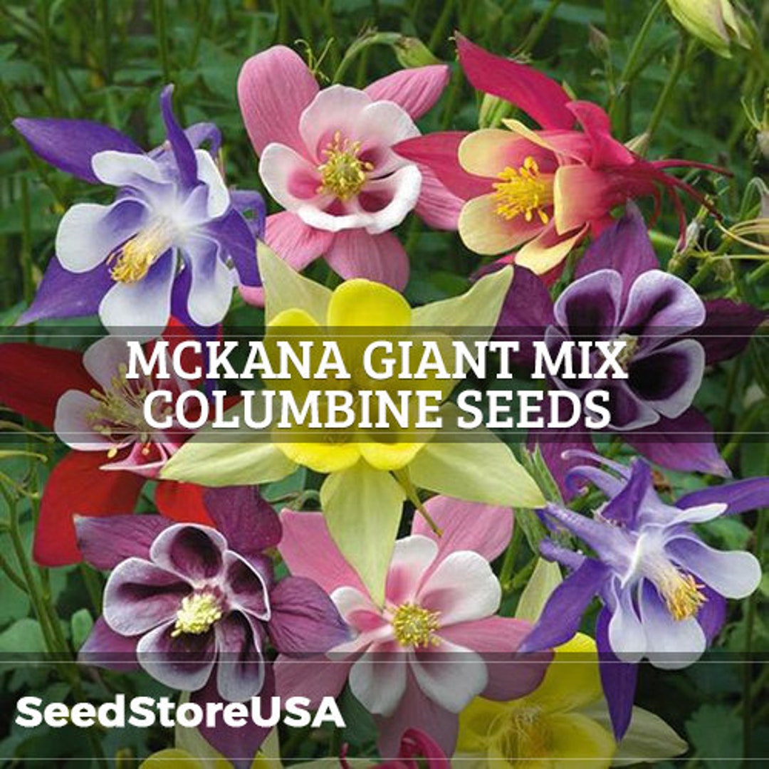 COLUMBINE MCKANA'S GIANTS MIX SEEDS