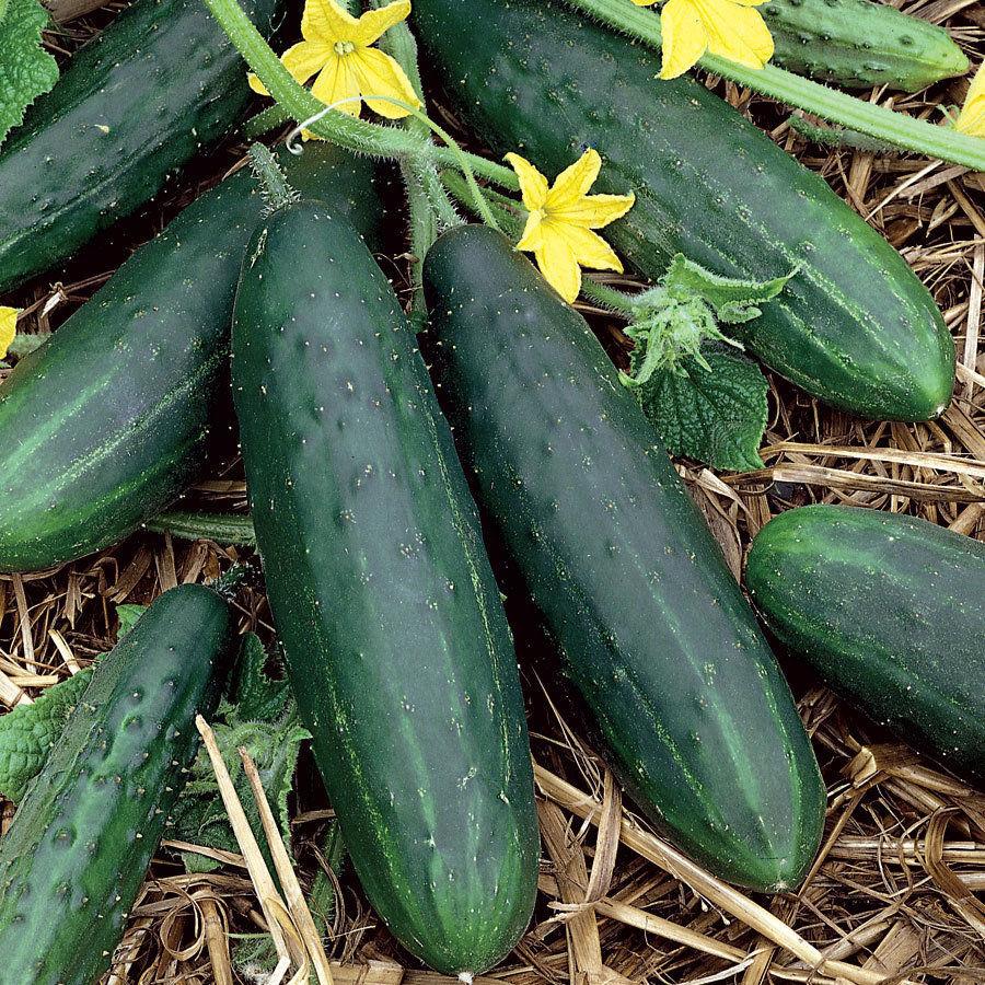CUCUMBER SPACEMASTER SEEDS
