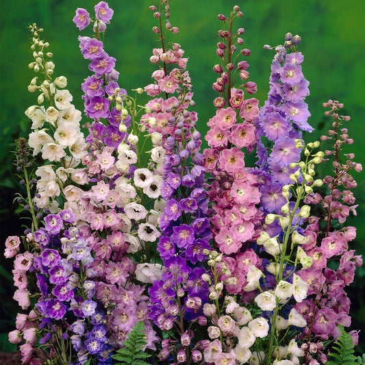 DELPHINIUM PACIFIC GIANTS MIX SEEDS