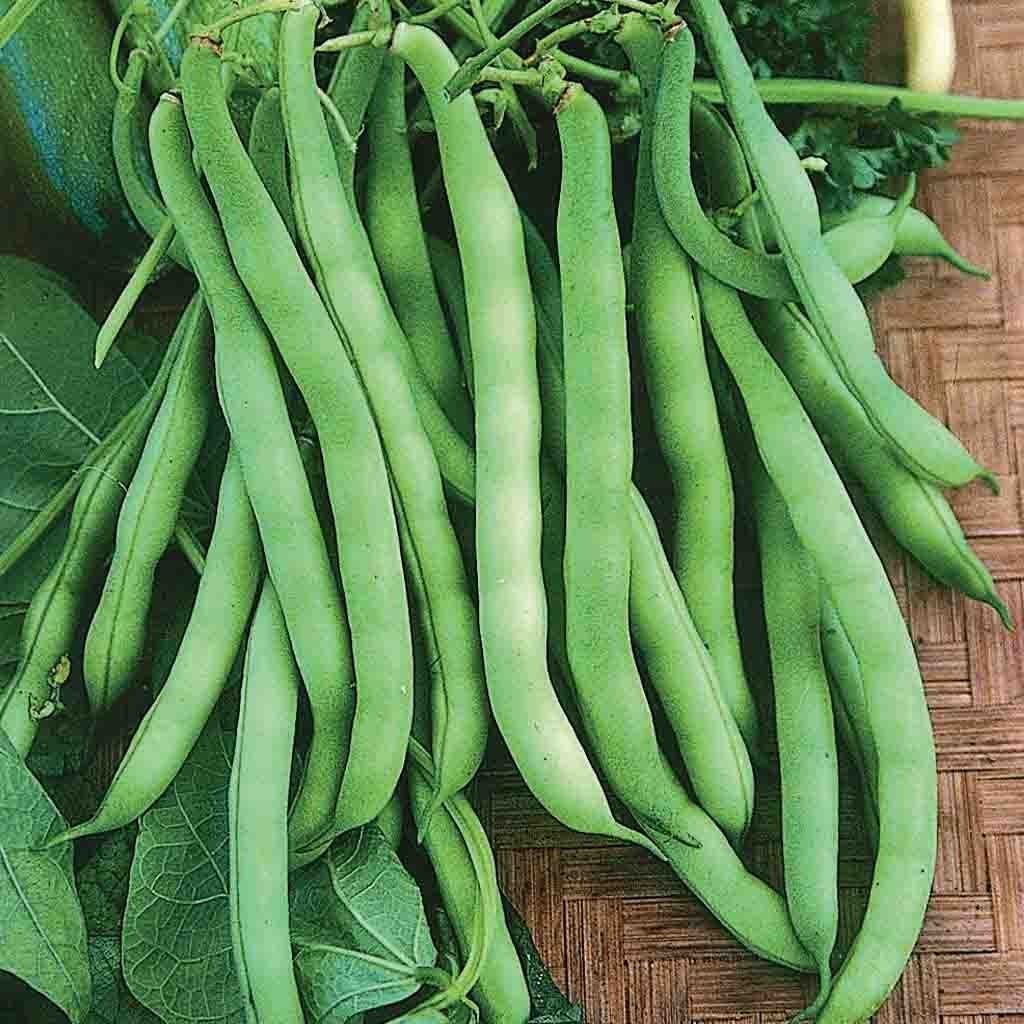 BEAN LANDRETH'S STRINGLESS GREEN POD SEEDS