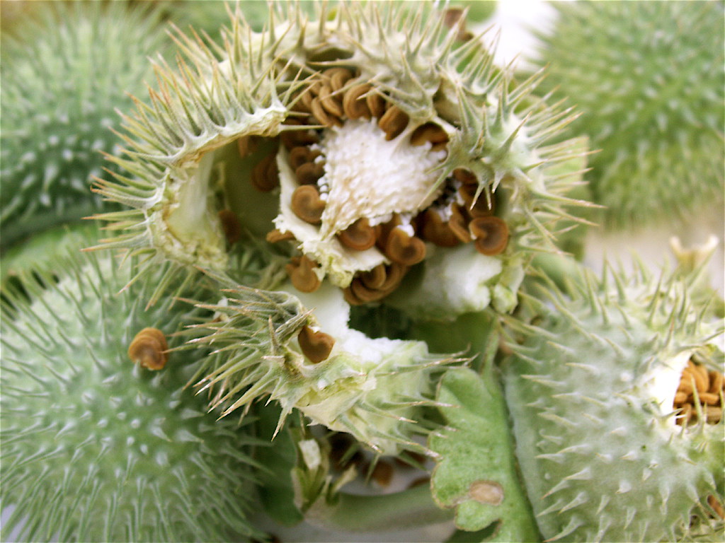 MOONFLOWER SEEDS
