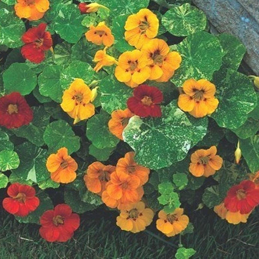 NASTURTIUM ALASKA DWARF