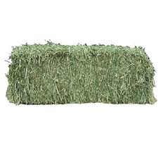 2-String Steamed Orchard/Alfalfa Mix Hay