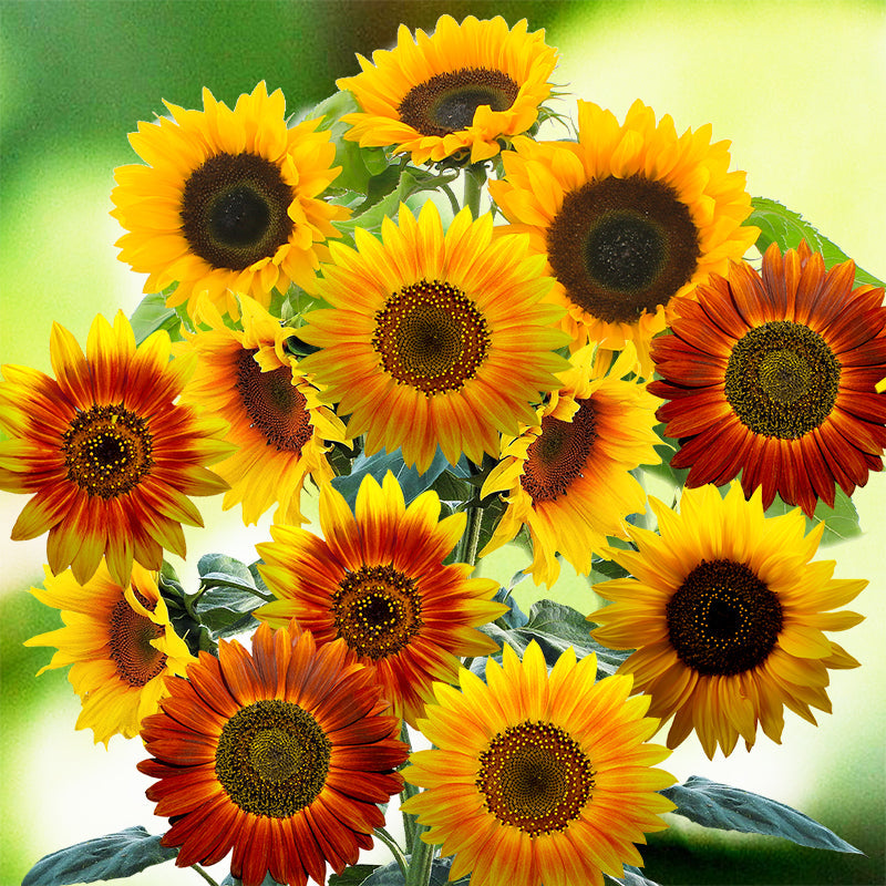 SUNFLOWER AUTUMN BEAUTY SEEDS