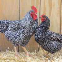 FEMALE BARRED ROCK