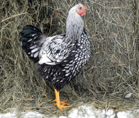 FEMALE BLACK LACED SILVER WYANDOTTE