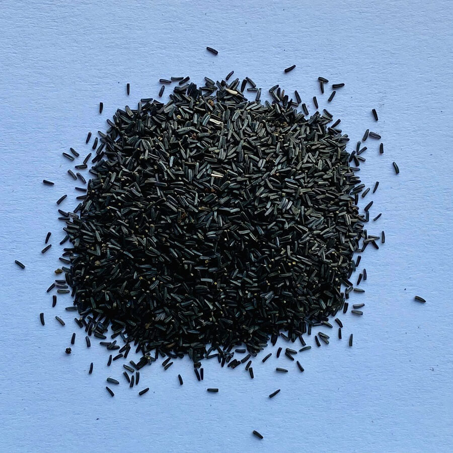 BLACK EYED SUSAN SEEDS