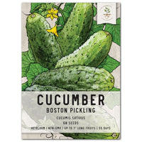CUCUMBER BOSTON PICKLING SEEDS