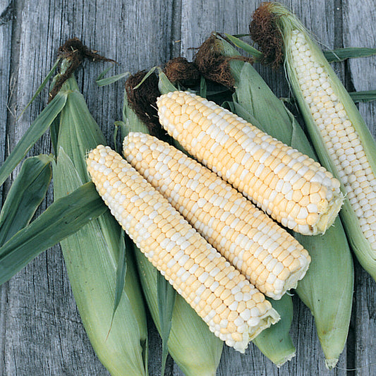 CORN DOUBLE SWEET SEEDS