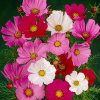 COSMOS- SENSATION MIX SEEDS