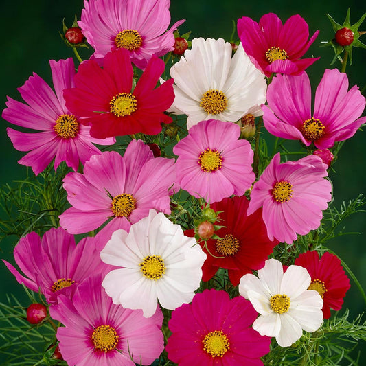 COSMOS- SENSATION MIX SEEDS