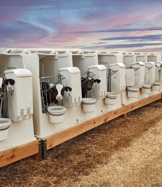 CALF HUTCH ECONOMY
