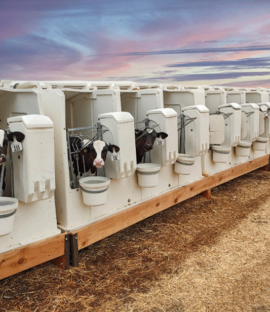 CALF HUTCH ECONOMY