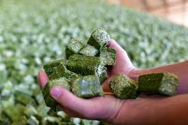 Dalton-Alfalfa Cubes Bag 50Lbs