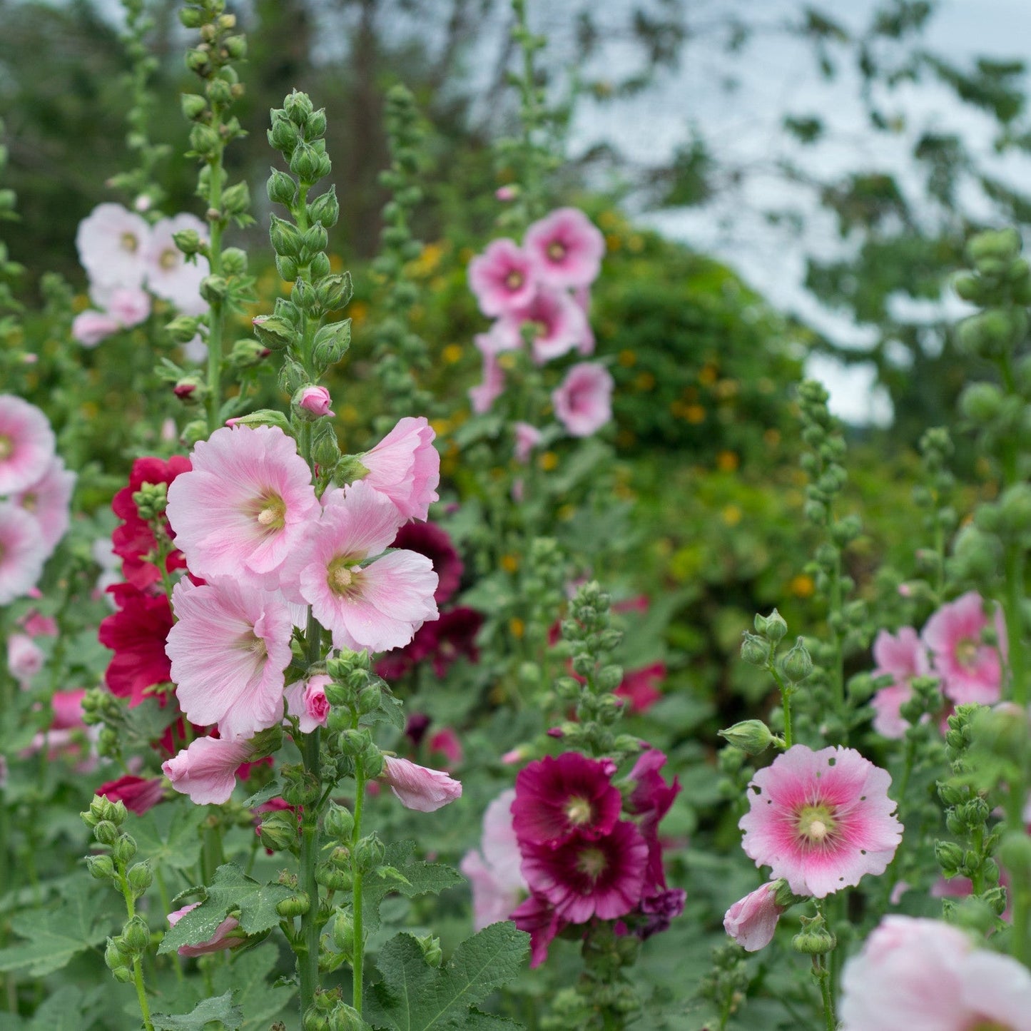 HOLLYHOCK DWARF SEEDS