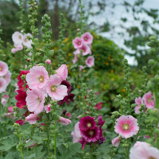 HOLLYHOCK DWARF SEEDS