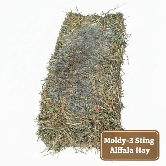 Moldy 2-String Orchard