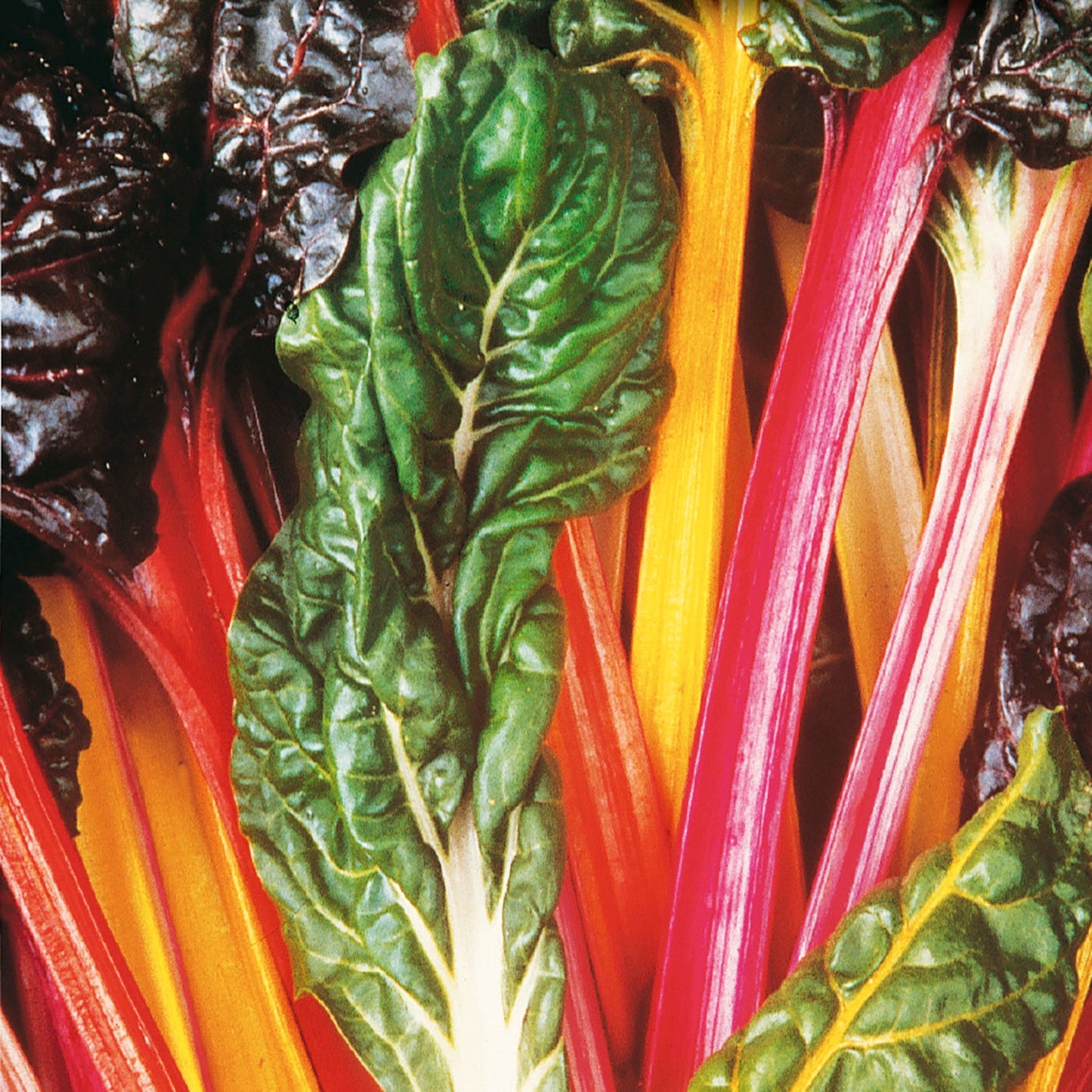 SWISS CHARD BRIGHT LIGHTS SEEDS