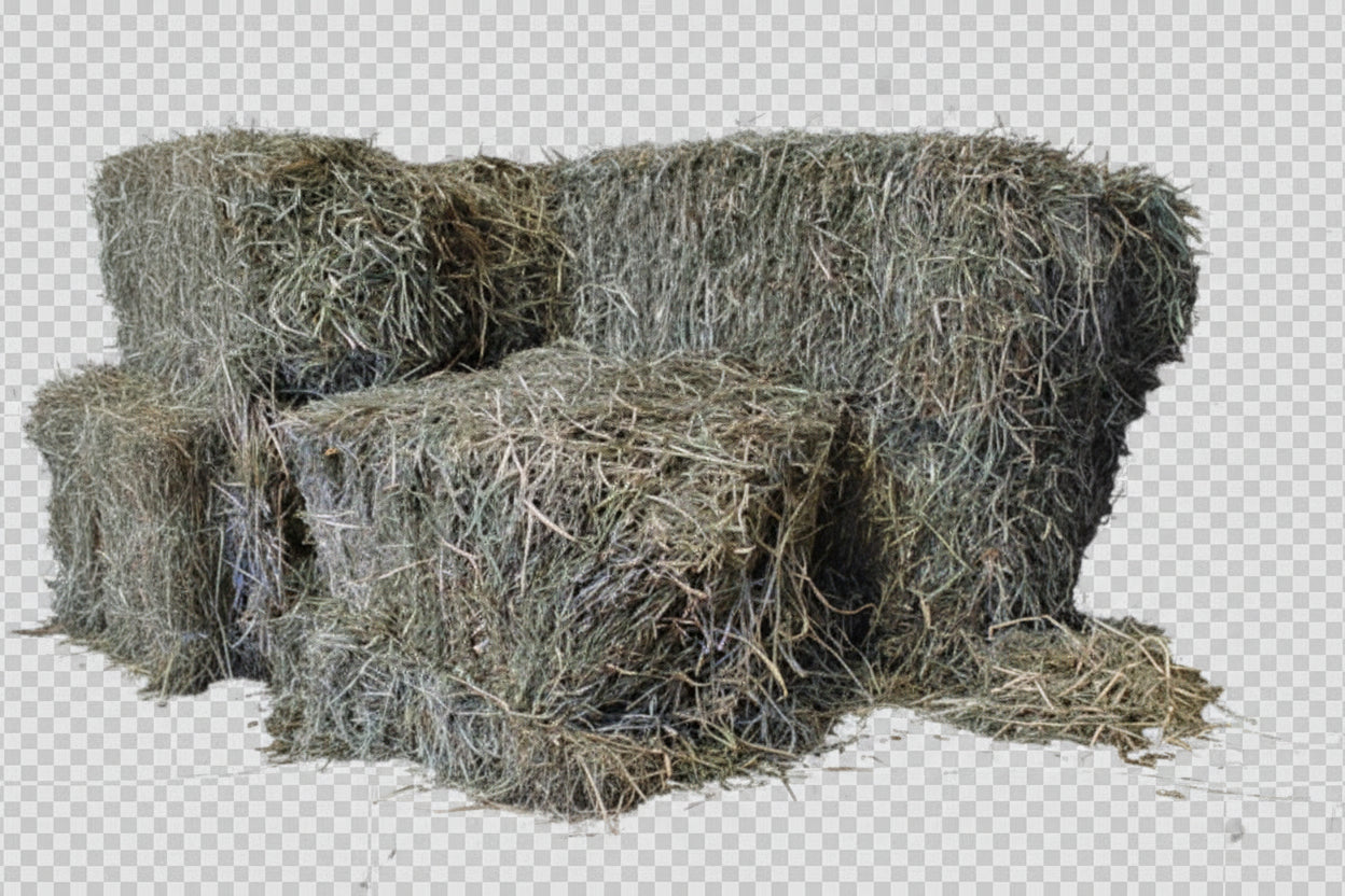 Moldy 3-String Orchard Hay