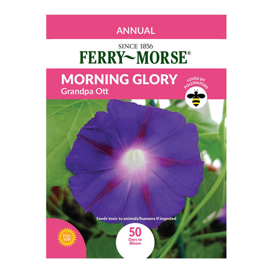 MORNING GLORY GRANDPA OTT SEEDS