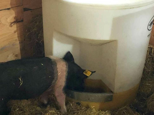 HOG WATERER
