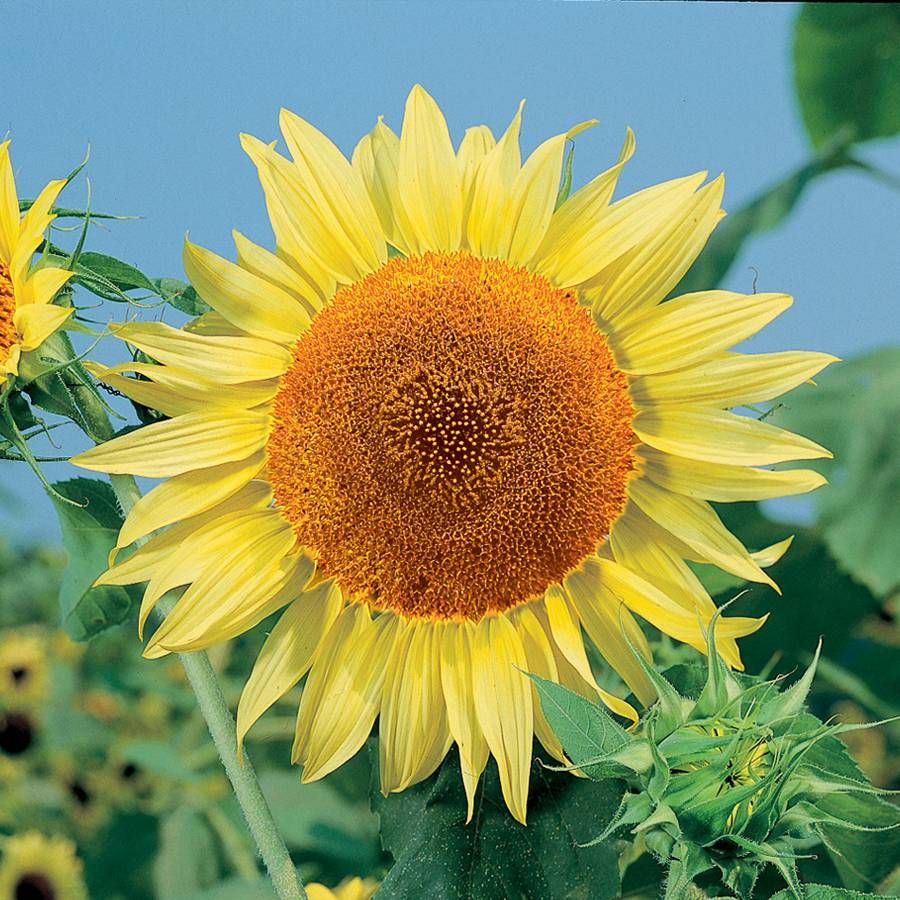 SUNFLOWER MAMMOTH RUSSIAN SEEDS