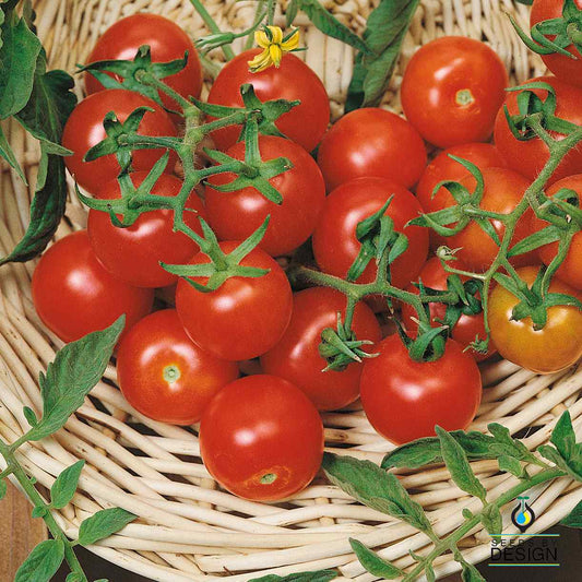 TOMATO RED CHERRY LG SEEDS