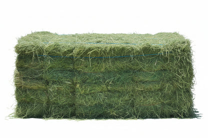 2-String Steamed Orchard Grass Hay