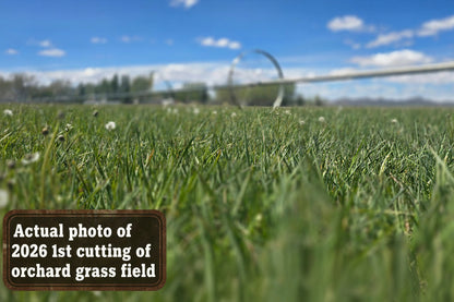 2-String Steamed Orchard Grass Hay