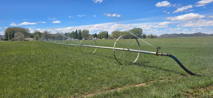 2-String Steamed Orchard Grass Hay