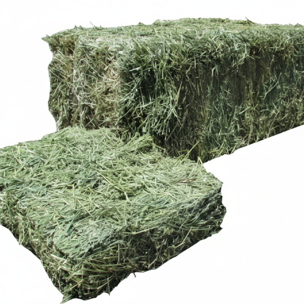 2-String Steamed Alfalfa Hay