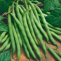 BEAN BLUE LAKE, BUSH GREEN, 3OZ