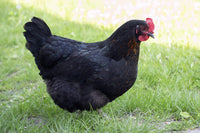 FEMALE BLACK AUSTRALORP