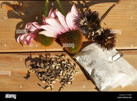 CONEFLOWER PURPLE SEEDS