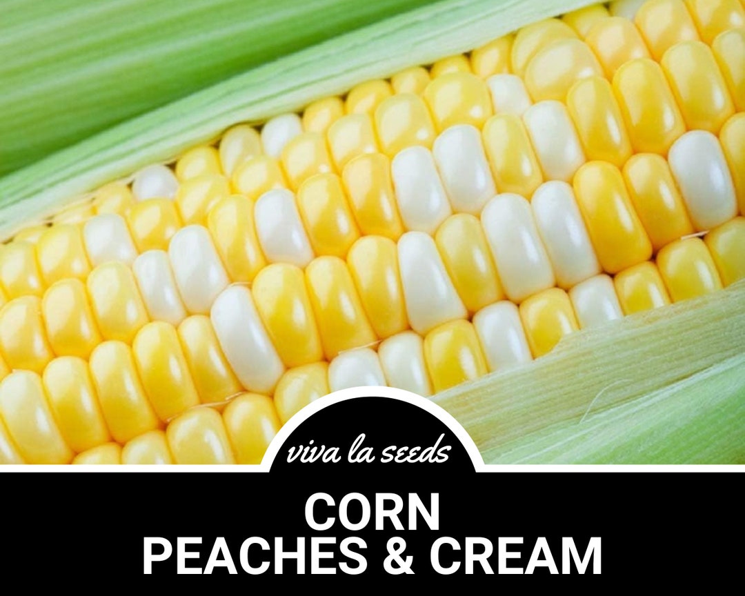 CORN PEACHES & CREAM 30Z