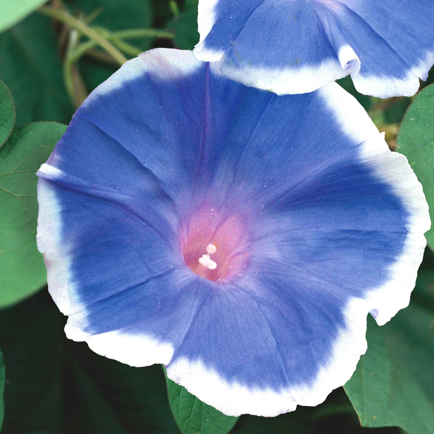 MORNING GLORY BLUE PICOTEE SEEDS