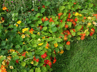 NASTURTIUM DWARF JEWEL MIX