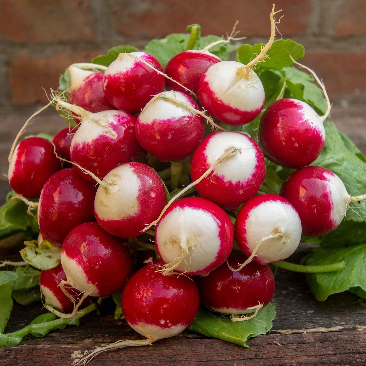 RADISH SPARKLER WHITE TIP SEEDS
