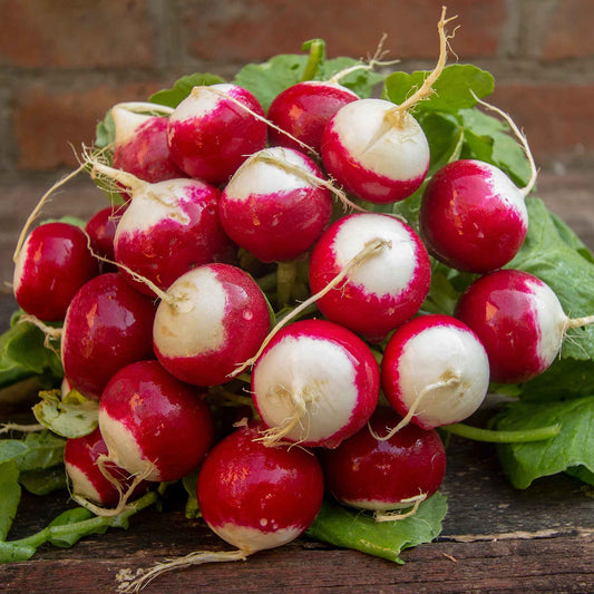 RADISH SPARKLER WHITE TIP SEEDS