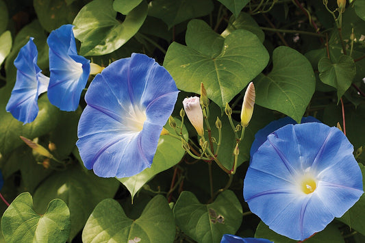 MORNING GLORY CLARKS BLUE SEEDS