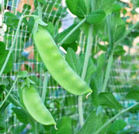 PEA SUGAR SNAP 30Z